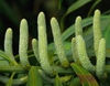Podocarpus macrophyllus