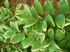 Polygonatum odoratum ‘Variegatum’ in spring/summer