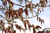 Populus deltoides