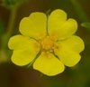 Potentilla recta