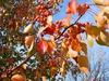 Pyrus calleryana