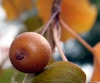 Pyrus calleryana