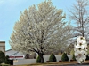 Pyrus calleryana