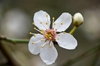 Prunus cerasifera