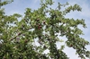 Prunus cerasifera