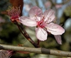 Prunus cerasifera