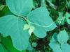 Pueraria lobata