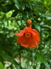 Flower and bud