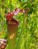 Detail of the top of a pitcher with deep red veins on lip & lid