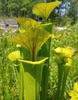 pitcher plant carnivorous plant garden wilmington nc