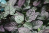 Green leaves with purple tint and wavy margin.