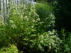 form in landscape (in summer in Moore County)