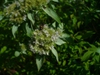 close up of flower (in summer in Moore County)