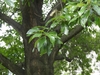 Green leaves