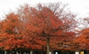 Quercus palustris