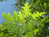 Quercus palustris