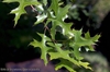 Quercus palustris
