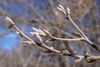 Terminal buds