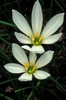 Close-up of a white, 6-tepaled flowers with large stamens.