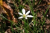 Zephyranthes - candida