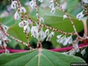 New fruits, white color.