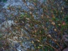 Rhexia mariana seed pods in late summer