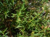 Rhexia mariana in the summer