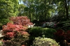 Rhododendron Knaphill and Exbury hybrids