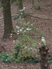 Woodland setting