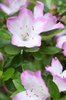 Rhododendron eriocarpum