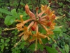 Rhododendron flammeum