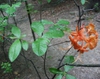 Rhododendron flammeum