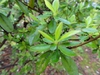 Rhododendron kaempferi