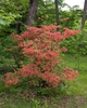 Rhododendron kaempferi