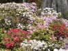 Rhododendron obtusum