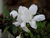 Rhododendron obtusum