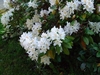 Leaf branches and clusters of white flowers.