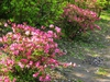 Rhododendron vaseyi