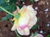 Lady of Shalott old bloom
