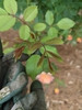 Lady of Shalott typical new groth