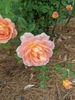 Lady of Shalott blooms and buds
