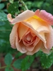 Lady of Shalott bloom