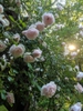 Rosa 'New Dawn'