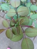 POV looking down on a shoot with pinnately compound leaves.