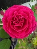 Large, fully double red rose flower.