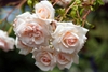 Rosa 'AUSman'