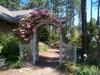 Thornless climbing rose (early summer; Moore County)