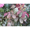 New leaves have a burgundy color.