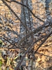Stem in late winter