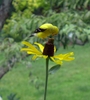 Goldfinch perched on the flower head.